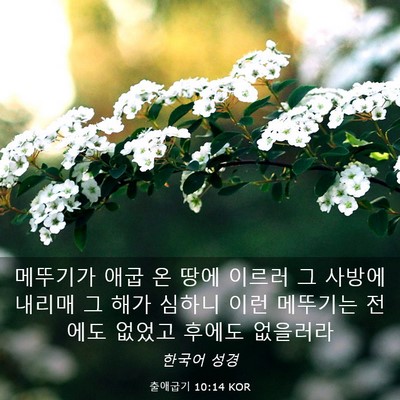 Picture 03 - 출애굽기 10:14 KOR - 메뚜기가 애굽 온 땅에 이르러 그 - Bible Verse Picture