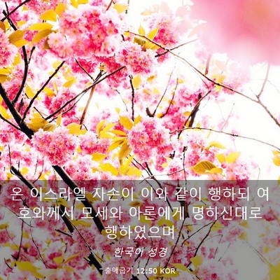 Picture 03 - 출애굽기 12:50 KOR - 온 이스라엘 자손이 이와 같이 - Bible Verse Picture