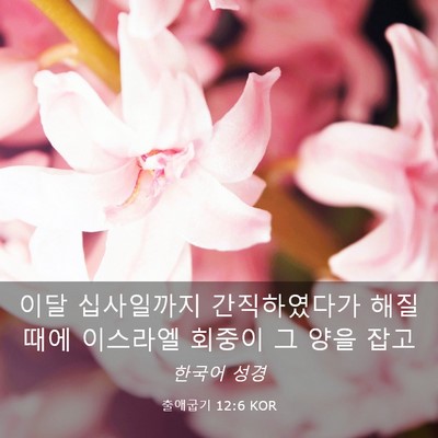 Picture 03 - 출애굽기 12:6 KOR - 이달 십사일까지 간직하였다가 해질 - Bible Verse Picture