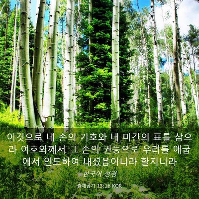 Picture 03 - 출애굽기 13:16 KOR - 이것으로 네 손의 기호와 네 미간의 - Bible Verse Picture
