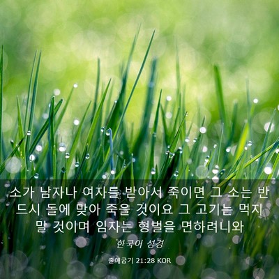 Picture 03 - 출애굽기 21:28 KOR - 소가 남자나 여자를 받아서 죽이면 - Bible Verse Picture