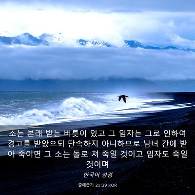 Picture 03 - 출애굽기 21:29 KOR - 소는 본래 받는 버릇이 있고 그 - Bible Verse Picture