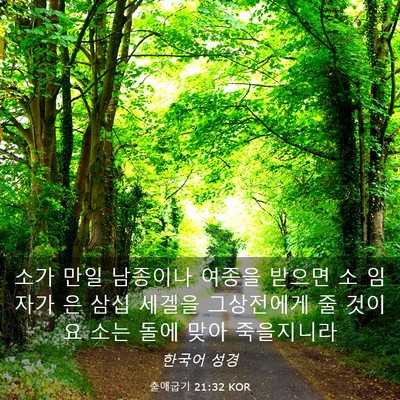 Picture 03 - 출애굽기 21:32 KOR - 소가 만일 남종이나 여종을 받으면 - Bible Verse Picture