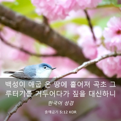 Picture 03 - 출애굽기 5:12 KOR - 백성이 애굽 온 땅에 흩어져 곡초 - Bible Verse Picture