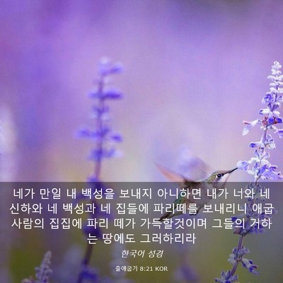 Picture 03 - 출애굽기 8:21 KOR - 네가 만일 내 백성을 보내지 - Bible Verse Picture