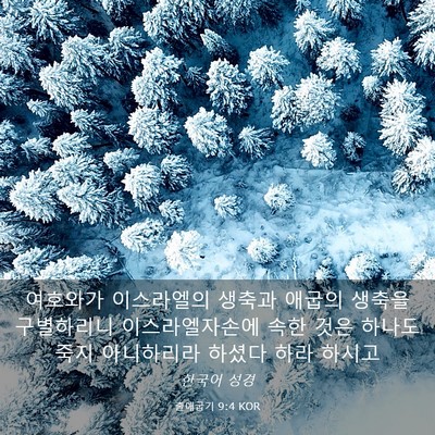 Picture 03 - 출애굽기 9:4 KOR - 여호와가 이스라엘의 생축과 애굽의 - Bible Verse Picture