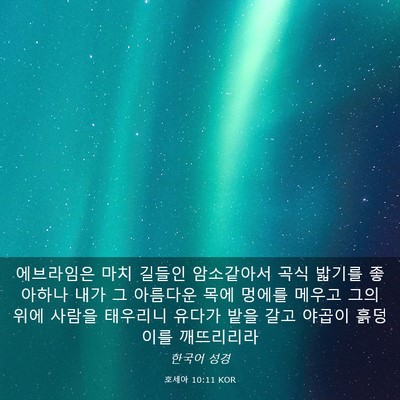 Picture 03 - 호세아 10:11 KOR - 에브라임은 마치 길들인 암소같아서 - Bible Verse Picture