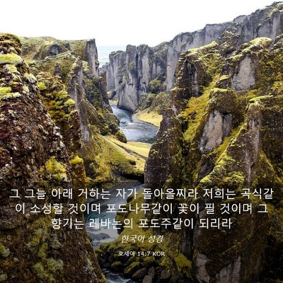 Picture 03 - 호세아 14:7 KOR - 그 그늘 아래 거하는 자가 - Bible Verse Picture