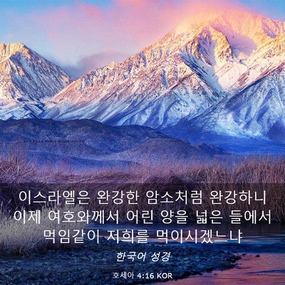 Picture 03 - 호세아 4:16 KOR - 이스라엘은 완강한 암소처럼 - Bible Verse Picture