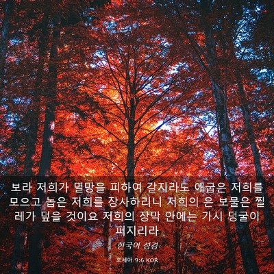 Picture 03 - 호세아 9:6 KOR - 보라 저희가 멸망을 피하여 갈지라도 - Bible Verse Picture