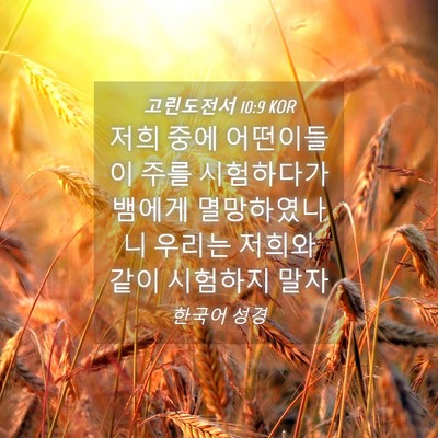 Picture 04 - 고린도전서 10:9 KOR - 저희 중에 어떤이들이 주를 - Bible Verse Picture