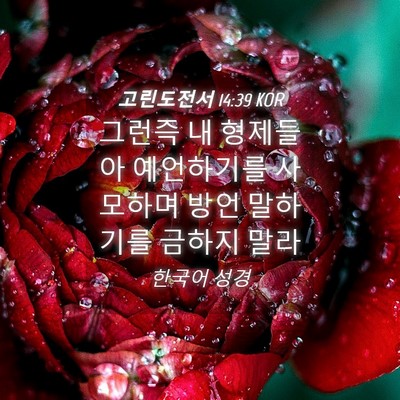 Picture 04 - 고린도전서 14:39 KOR - 그런즉 내 형제들아 예언하기를 - Bible Verse Picture