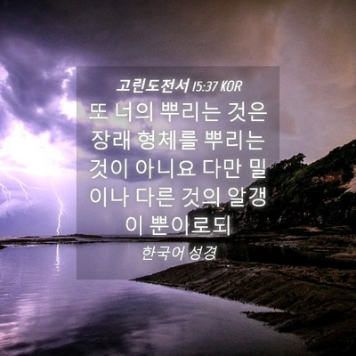 Picture 04 - 고린도전서 15:37 KOR - 또 너의 뿌리는 것은 장래 형체를 - Bible Verse Picture