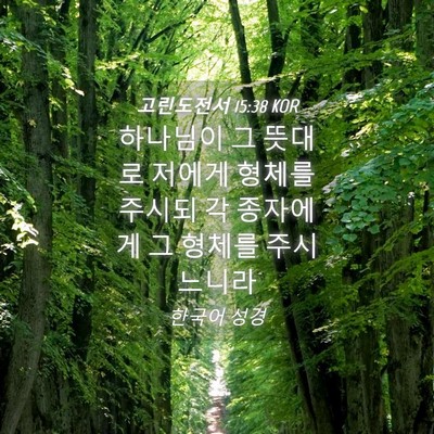 Picture 04 - 고린도전서 15:38 KOR - 하나님이 그 뜻대로 저에게 형체를 - Bible Verse Picture