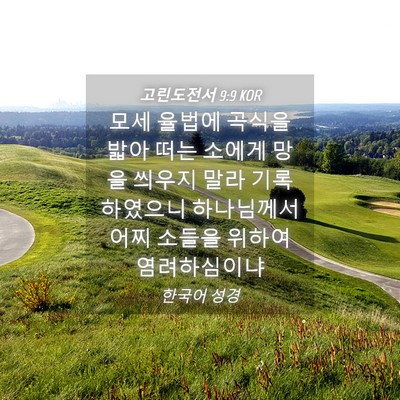 Picture 04 - 고린도전서 9:9 KOR - 모세 율법에 곡식을 밟아 떠는 - Bible Verse Picture