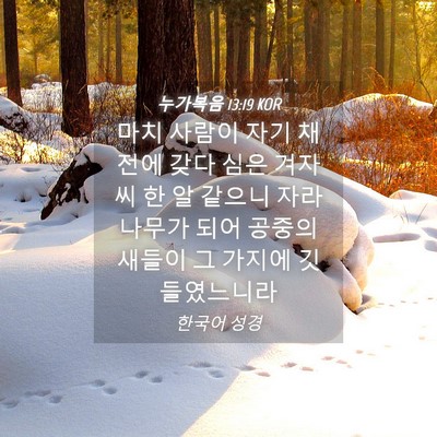 Picture 04 - 누가복음 13:19 KOR - 마치 사람이 자기 채전에 갖다 심은 - Bible Verse Picture