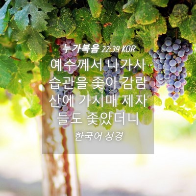 Picture 04 - 누가복음 22:39 KOR - 예수께서 나가사 습관을 좇아 - Bible Verse Picture