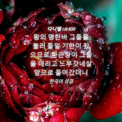 Picture 04 - 다니엘 1:18 KOR - 왕의 명한바 그들을 불러 들일 - Bible Verse Picture