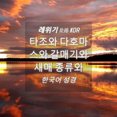Picture 04 - 레위기 11:16 KOR - 타조와 다호마스와 갈매기와 새매 - Bible Verse Picture