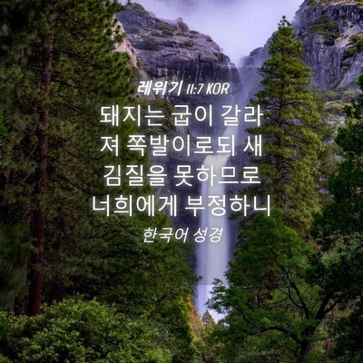 Picture 04 - 레위기 11:7 KOR - 돼지는 굽이 갈라져 쪽발이로되 - Bible Verse Picture