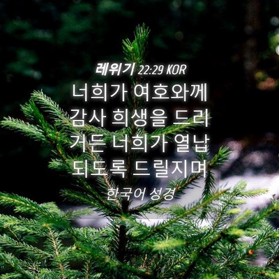 Picture 04 - 레위기 22:29 KOR - 너희가 여호와께 감사 희생을 - Bible Verse Picture