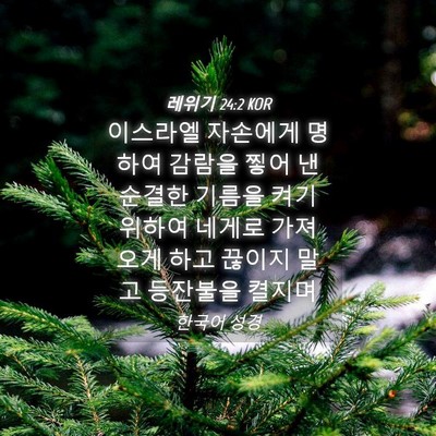 Picture 04 - 레위기 24:2 KOR - 이스라엘 자손에게 명하여 감람을 - Bible Verse Picture