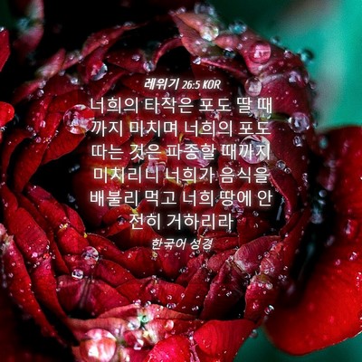 Picture 04 - 레위기 26:5 KOR - 너희의 타작은 포도 딸 때까지 - Bible Verse Picture