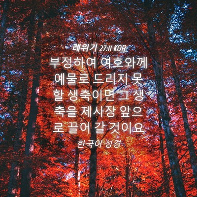 Picture 04 - 레위기 27:11 KOR - 부정하여 여호와께 예물로 드리지 - Bible Verse Picture