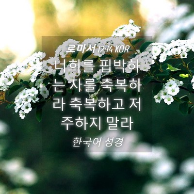 Picture 04 - 로마서 12:14 KOR - 너희를 핍박하는 자를 축복하라 - Bible Verse Picture