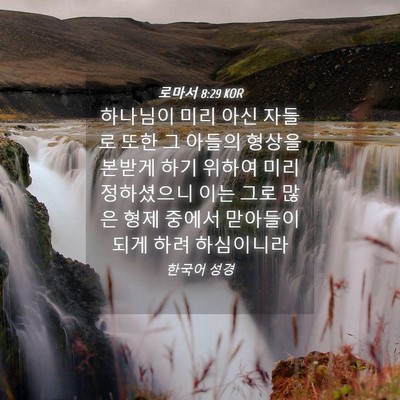 Picture 04 - 로마서 8:29 KOR - 하나님이 미리 아신 자들로 또한 그 - Bible Verse Picture