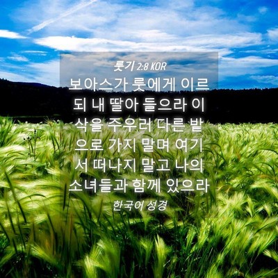 Picture 04 - 룻기 2:8 KOR - 보아스가 룻에게 이르되 내 딸아 - Bible Verse Picture
