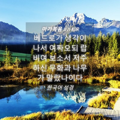 Picture 04 - 마가복음 11:21 KOR - 베드로가 생각이 나서 여짜오되 - Bible Verse Picture