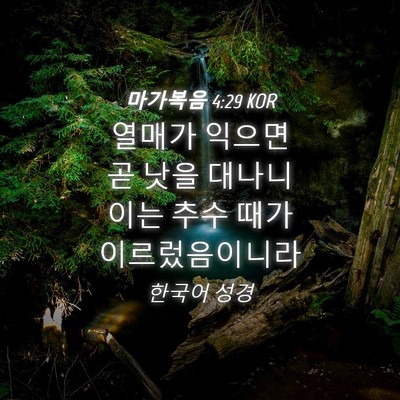 Picture 04 - 마가복음 4:29 KOR - 열매가 익으면 곧 낫을 대나니 이는 - Bible Verse Picture