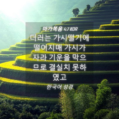 Picture 04 - 마가복음 4:7 KOR - 더러는 가시떨기에 떨어지매 가시가 - Bible Verse Picture
