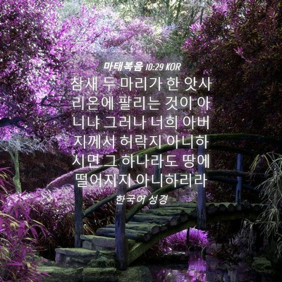 Picture 04 - 마태복음 10:29 KOR - 참새 두 마리가 한 앗사리온에 - Bible Verse Picture
