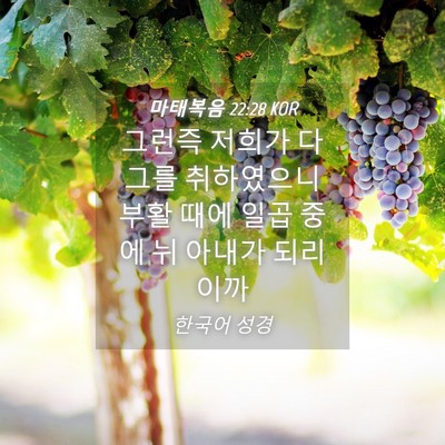 Picture 04 - 마태복음 22:28 KOR - 그런즉 저희가 다 그를 취하였으니 - Bible Verse Picture