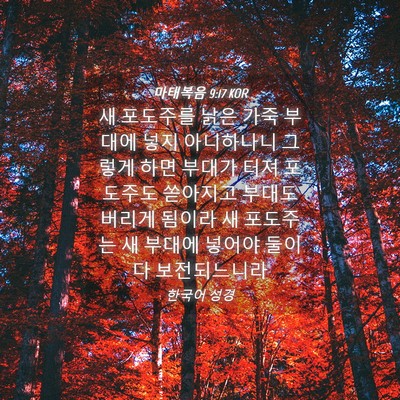 Picture 04 - 마태복음 9:17 KOR - 새 포도주를 낡은 가죽 부대에 넣지 - Bible Verse Picture