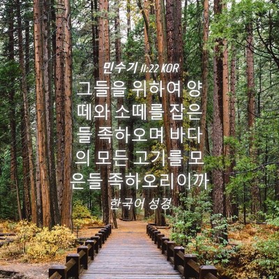 Picture 04 - 민수기 11:22 KOR - 그들을 위하여 양떼와 소떼를 잡은들 - Bible Verse Picture