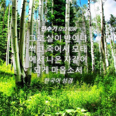Picture 04 - 민수기 12:12 KOR - 그로 살이 반이나 썩고 죽어서 - Bible Verse Picture