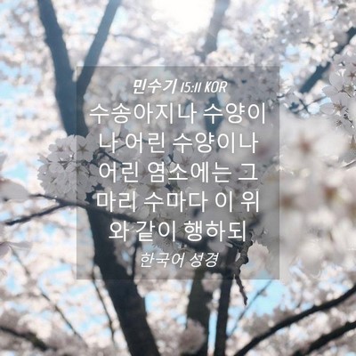 Picture 04 - 민수기 15:11 KOR - 수송아지나 수양이나 어린 수양이나 - Bible Verse Picture