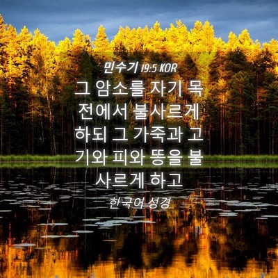Picture 04 - 민수기 19:5 KOR - 그 암소를 자기 목전에서 불사르게 - Bible Verse Picture