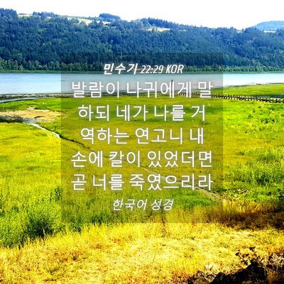 Picture 04 - 민수기 22:29 KOR - 발람이 나귀에게 말하되 네가 나를 - Bible Verse Picture