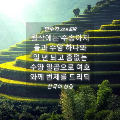 Picture 04 - 민수기 28:11 KOR - 월삭에는 수송아지 둘과 수양 하나와 - Bible Verse Picture