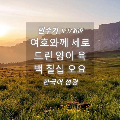 Picture 04 - 민수기 31:37 KOR - 여호와께 세로 드린 양이 육백 칠십 - Bible Verse Picture