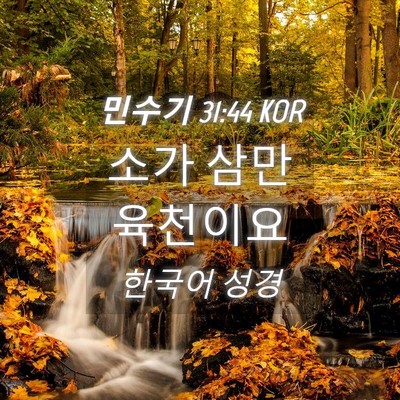 Picture 04 - 민수기 31:44 KOR - 소가 삼만 - Bible Verse Picture