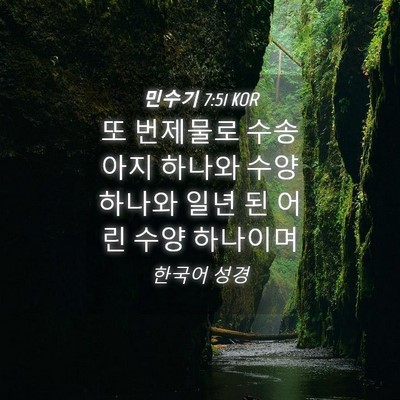 Picture 04 - 민수기 7:51 KOR - 또 번제물로 수송아지 하나와 수양 - Bible Verse Picture