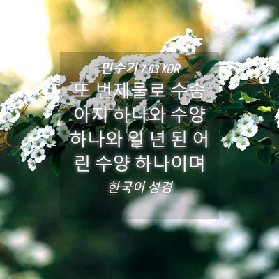 Picture 04 - 민수기 7:63 KOR - 또 번제물로 수송아지 하나와 수양 - Bible Verse Picture