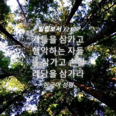 Picture 04 - 빌립보서 3:2 KOR - 개들을 삼가고 행악하는 자들을 - Bible Verse Picture