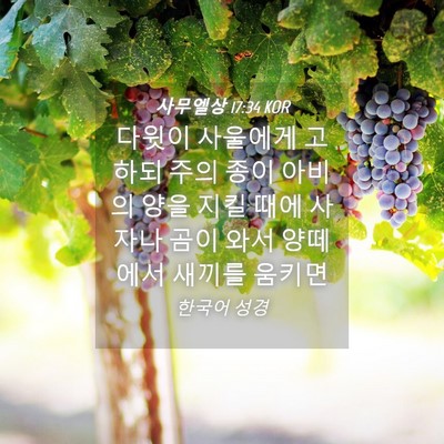 Picture 04 - 사무엘상 17:34 KOR - 다윗이 사울에게 고하되 주의 종이 - Bible Verse Picture