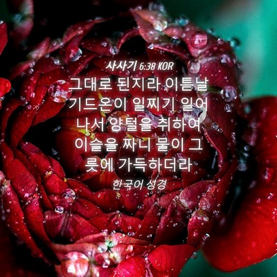 Picture 04 - 사사기 6:38 KOR - 그대로 된지라 이튿날 기드온이 - Bible Verse Picture
